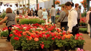 Bayındır Çiçek Festivali Başlıyor