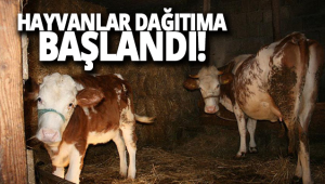 Genç çiftçilerin hayvanları dağıtılmaya başlandı