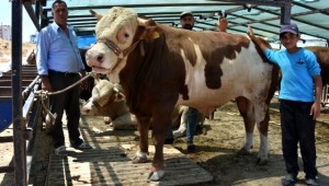 1 ton 200 kiloluk 'Paşa' isimli boğa 17 bin 500 TL'ye satıldı